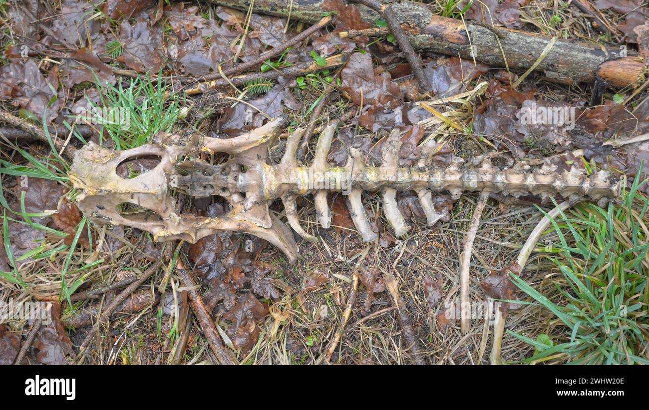 Foto ravvicinata di uno scheletro di cervo in una foresta, messa a fuoco selettiva. Foto Stock
