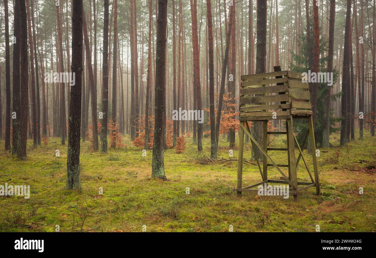 Foto di un banco di caccia al cervo in una foresta. Foto Stock