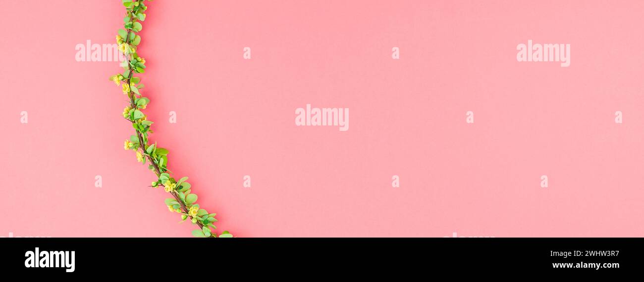 Sfondo di carta a colori con mirtillo fiorito Foto Stock