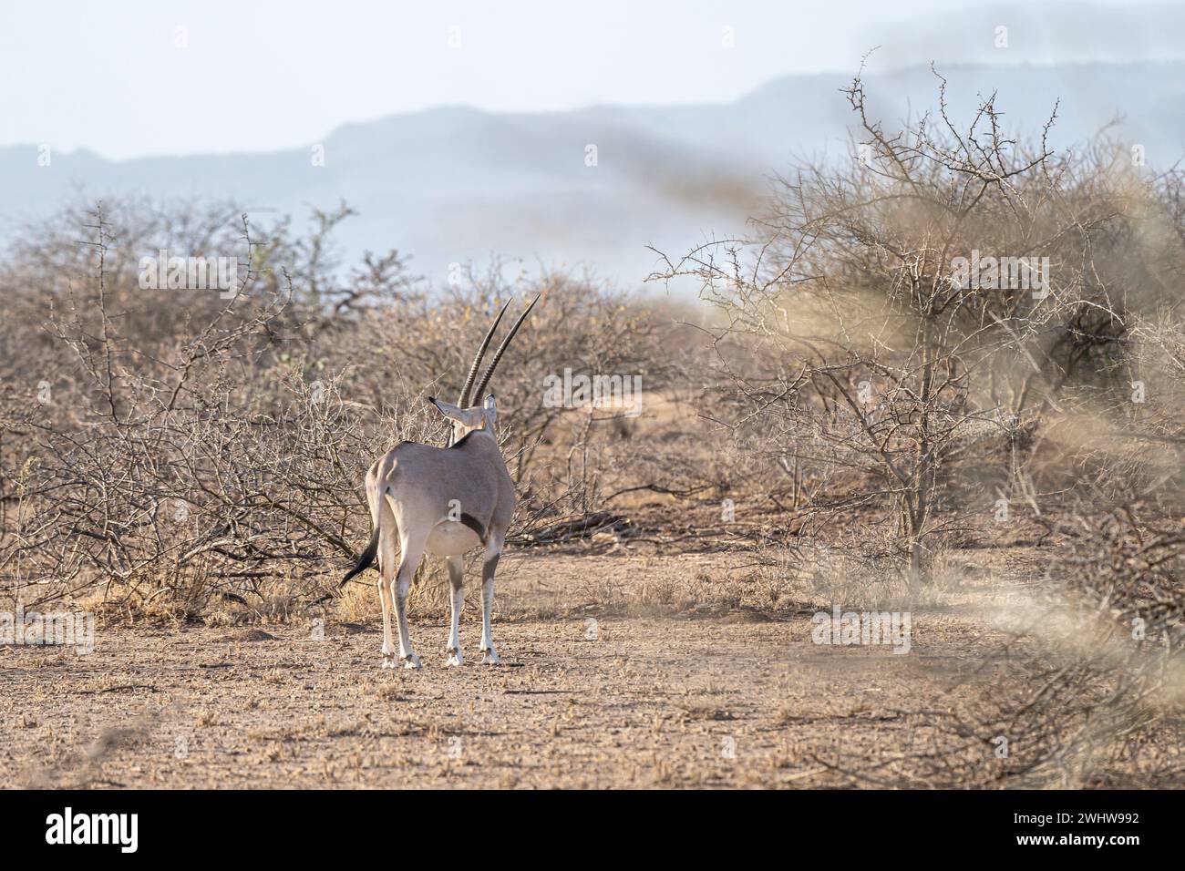 Beisa Oryx nelle savane secche punteggiate di alberi di acacia nel Parco Nazionale di Awash, Etiopia Foto Stock
