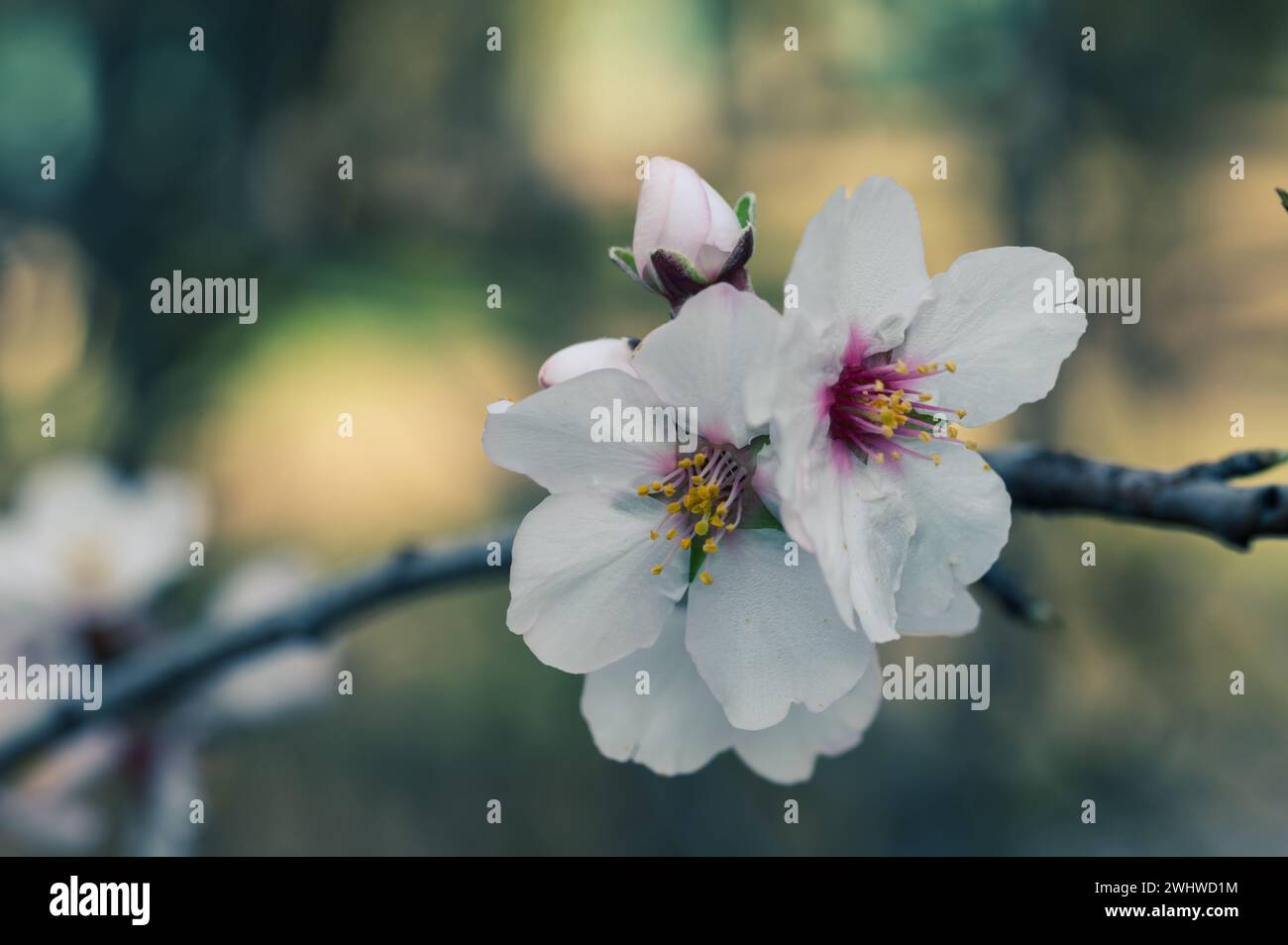 Dettaglio di fiori bianchi su un ramo di mandorlo Foto Stock