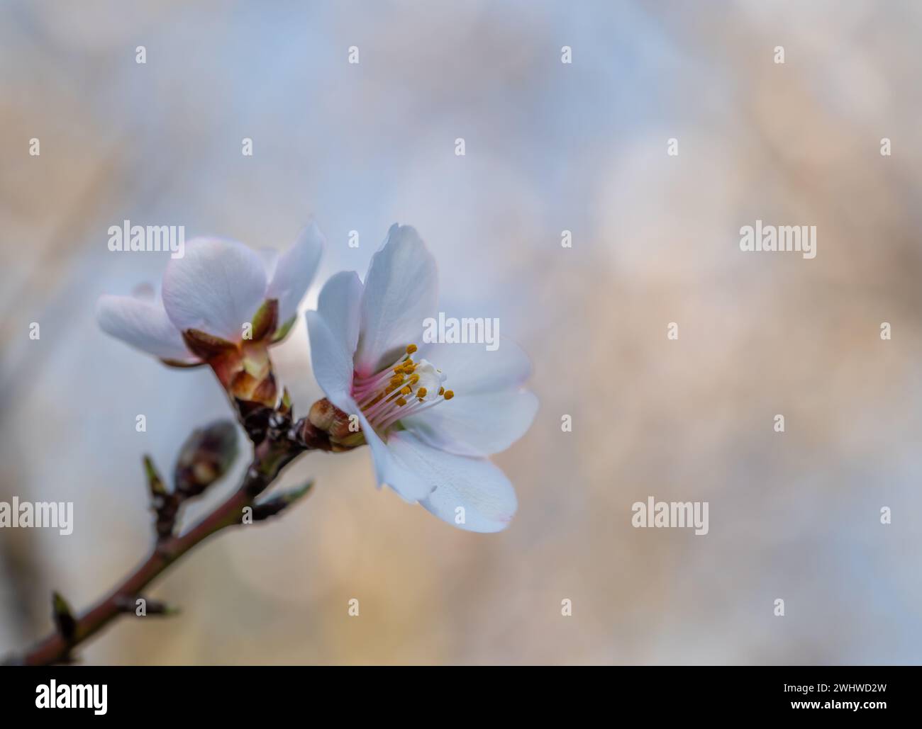 Dettaglio di fiori bianchi su un ramo di mandorlo Foto Stock