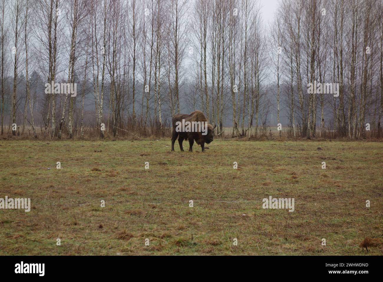 Bisonti europei che si forgiano sulle praterie presso il villaggio di Teremiski nella foresta di Bialowieza, Polonia Foto Stock