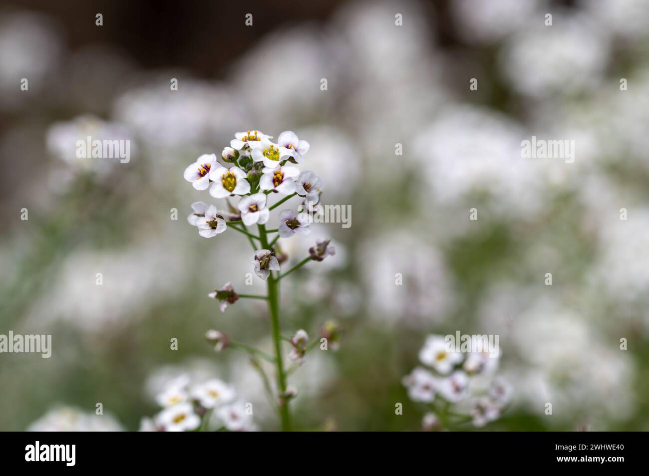 Dettaglio dei piccoli fiori bianchi di alice dolce (Lobularia maritima) nel campo Foto Stock