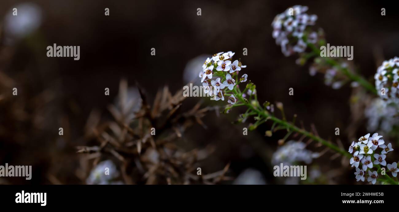 Dettaglio dei piccoli fiori bianchi di alice dolce (Lobularia maritima) nel campo Foto Stock