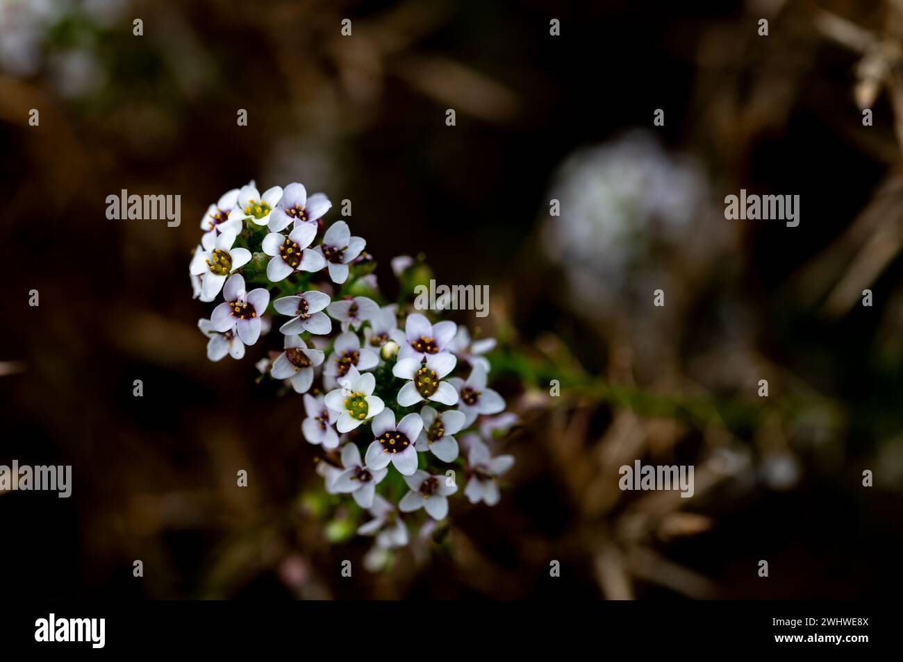 Dettaglio dei piccoli fiori bianchi di alice dolce (Lobularia maritima) nel campo Foto Stock