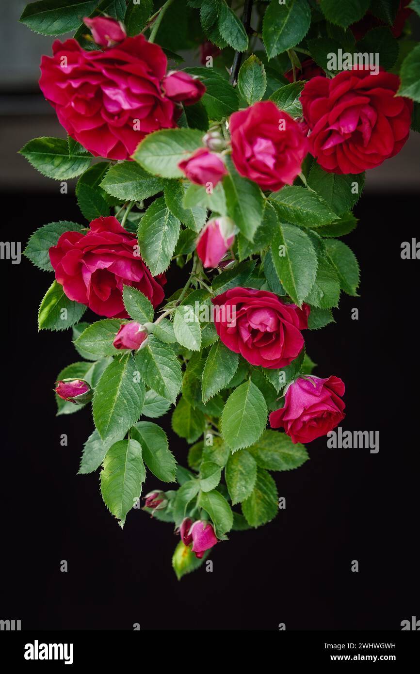 Un grande mucchio di rose rosse appese, su sfondo scuro. Foto Stock