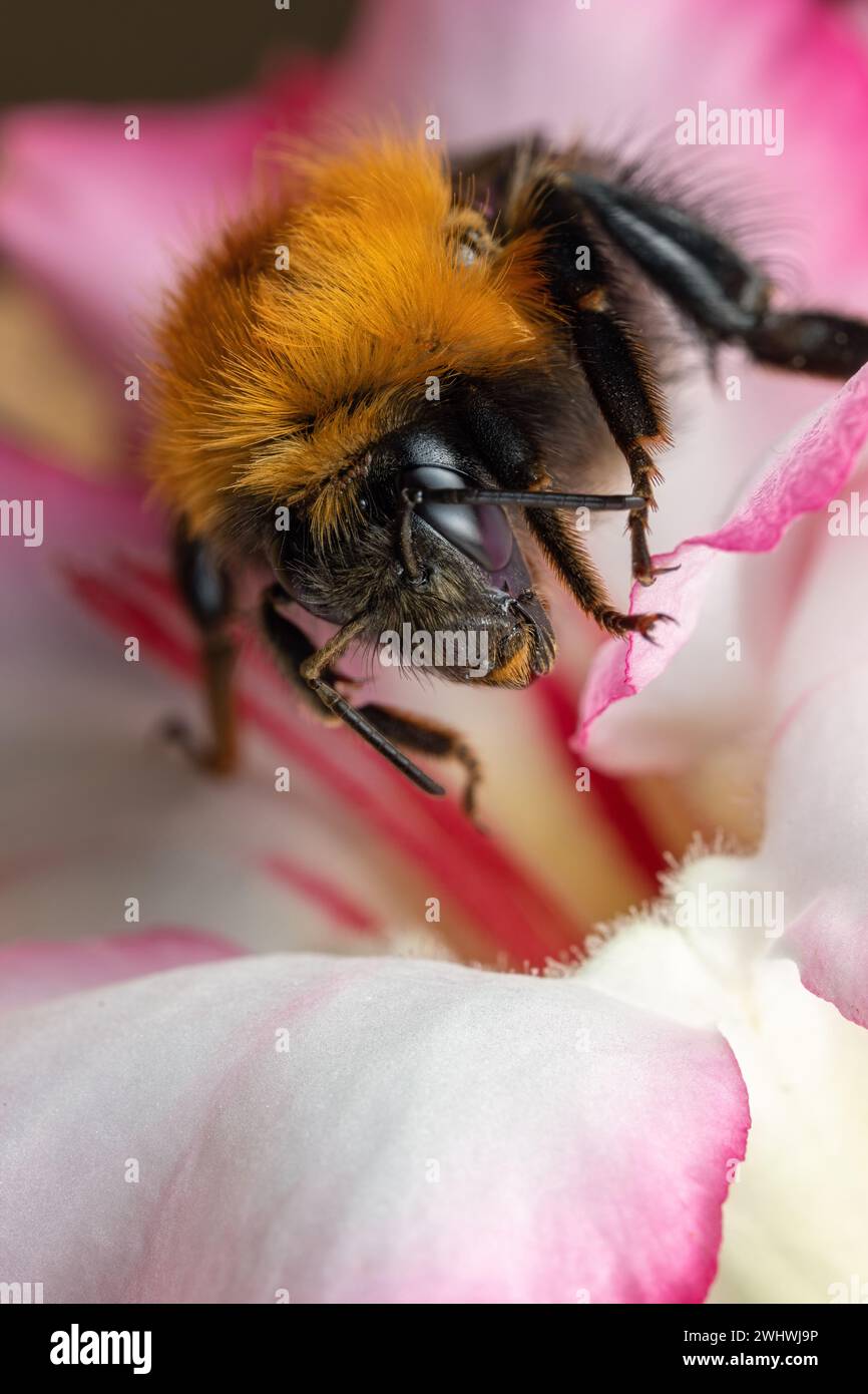 Bumblebee raccoglie polline in fianchi di rose, macro, primo piano. Foto Stock