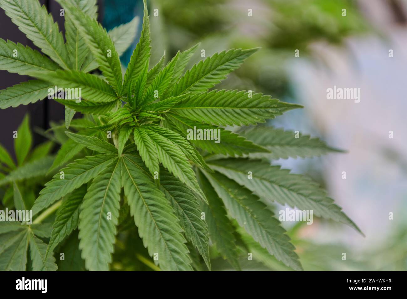 Una foto ravvicinata di foglie di marijuana fresca in un ambiente urbano, che mostra il vivace fogliame verde della pianta di cannabis in mezzo Foto Stock