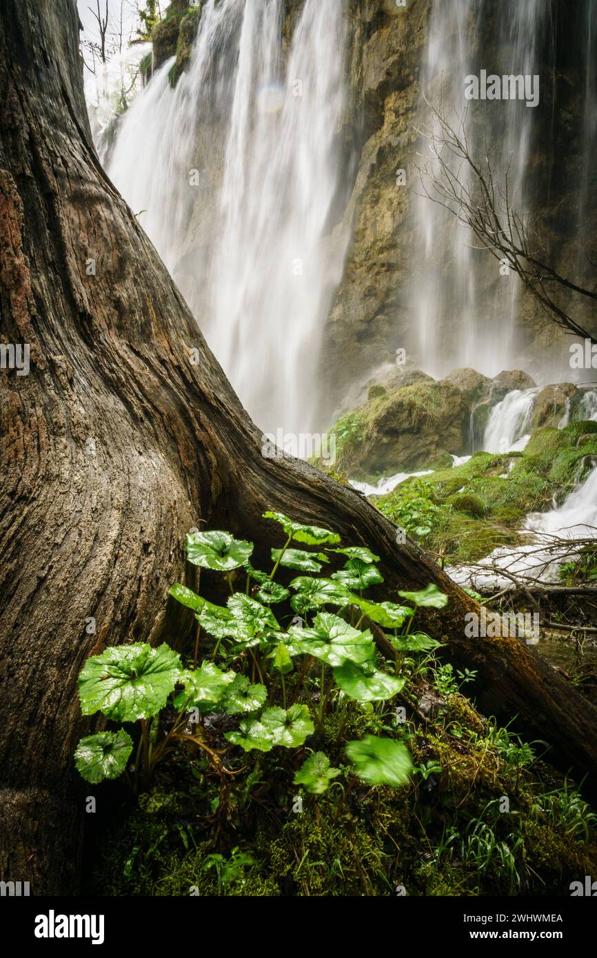 Parque Nacional de los Lagos de Plitvice Foto Stock