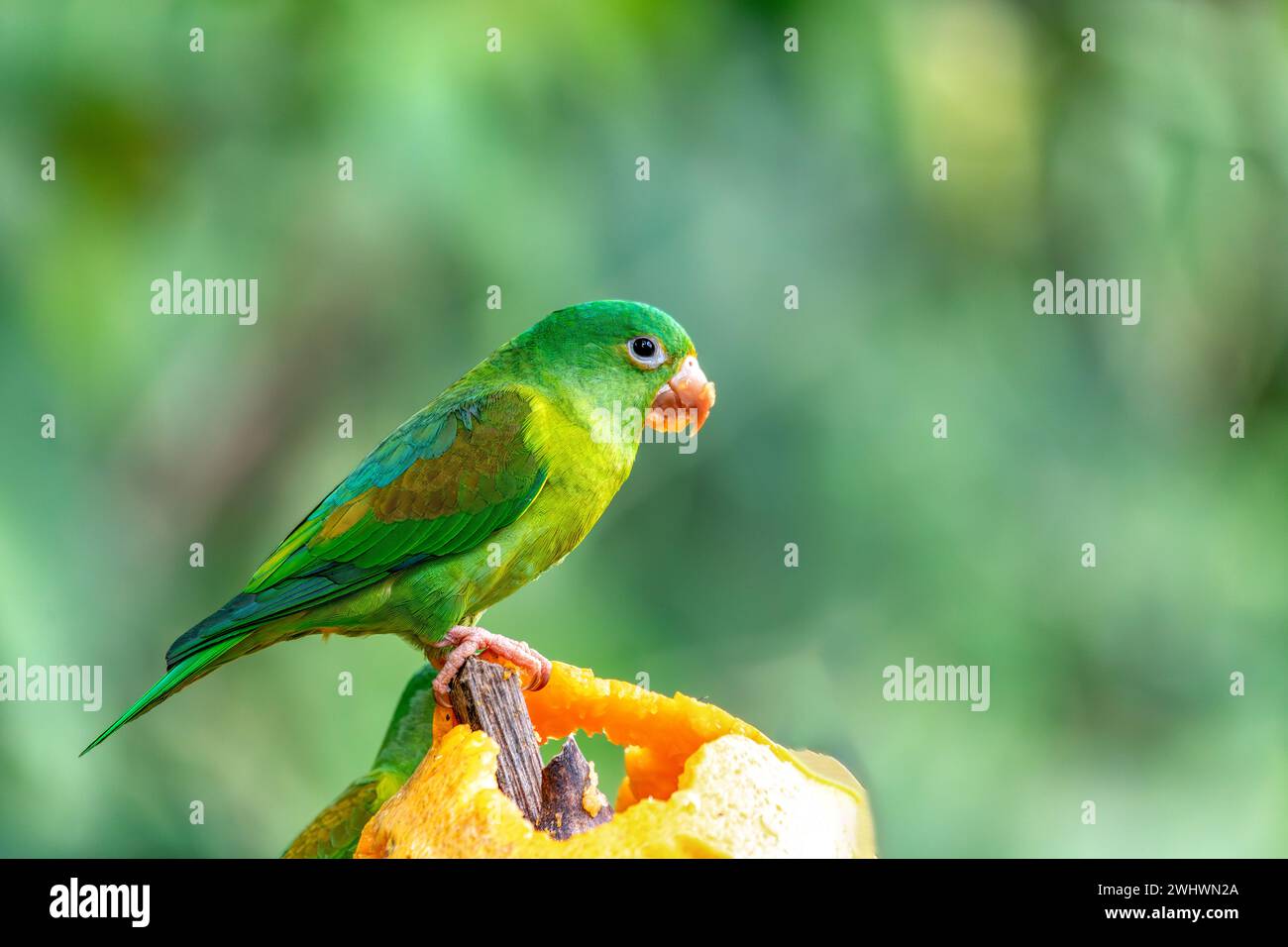 Piccolo pappagallo verde Tirika tovi - Brotogeris jugularis, tirika tovi, Costa Rica. Foto Stock