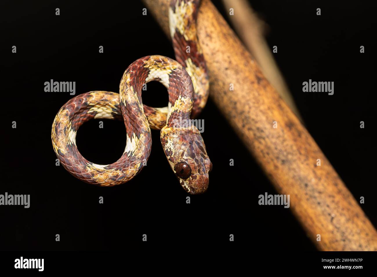 IImantodes cenchoa, serpente leggermente velenoso, con la coda di zampa. Riserva naturale di Tortuguero Costa Rica Foto Stock