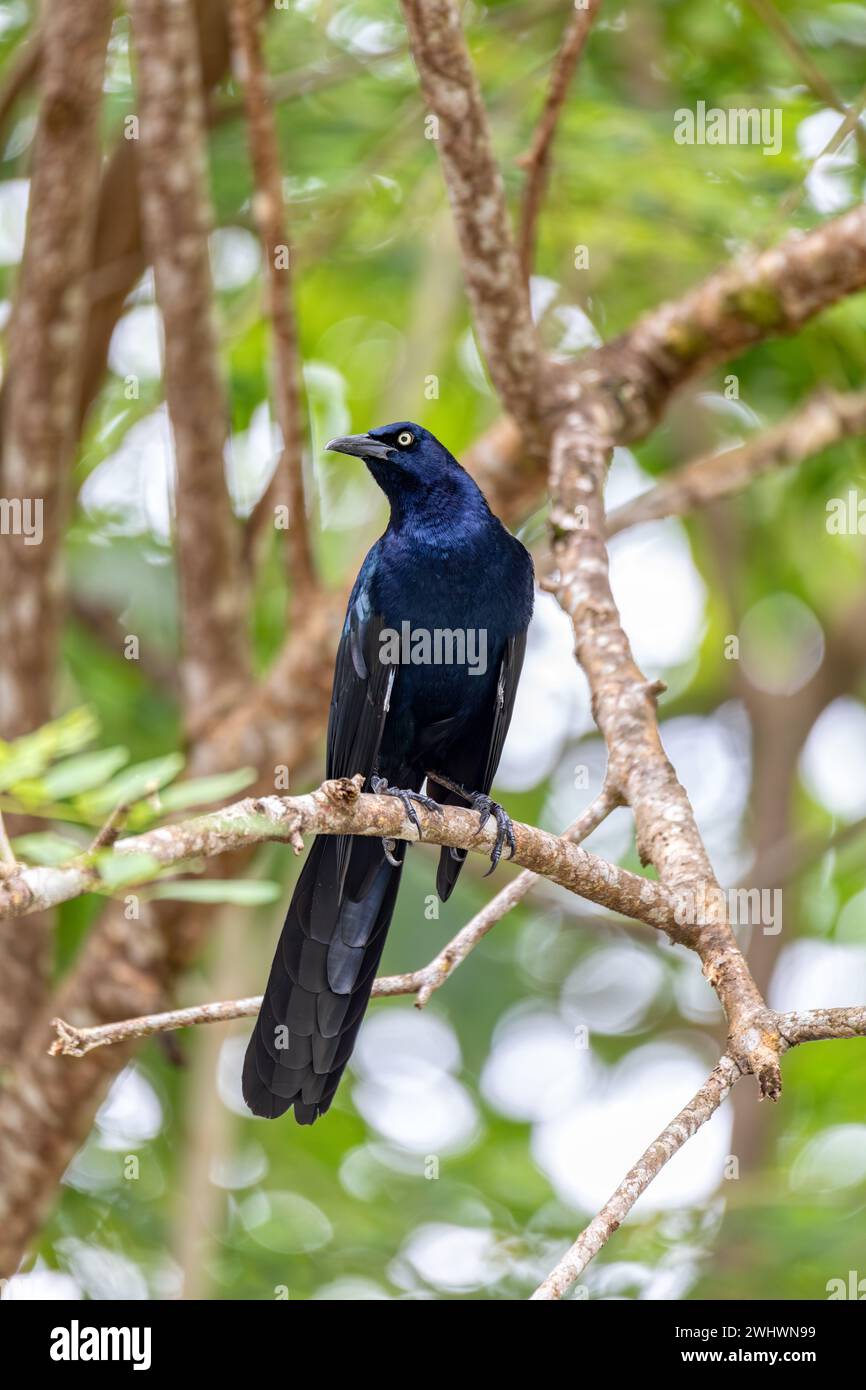 Grillo dalla coda grande o Grillo messicano, Quiscalus mexicanus. Manuel Antonio, Costa Rica Foto Stock