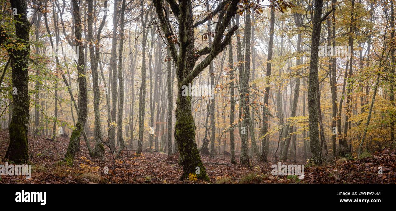 Foresta di Pardomino Foto Stock