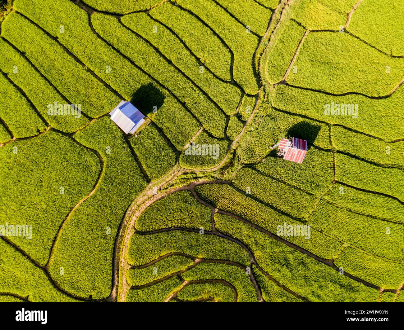 Campo di riso terrazzato a Chiangmai, Royal Project Khun Pae nel nord della Thailandia Foto Stock