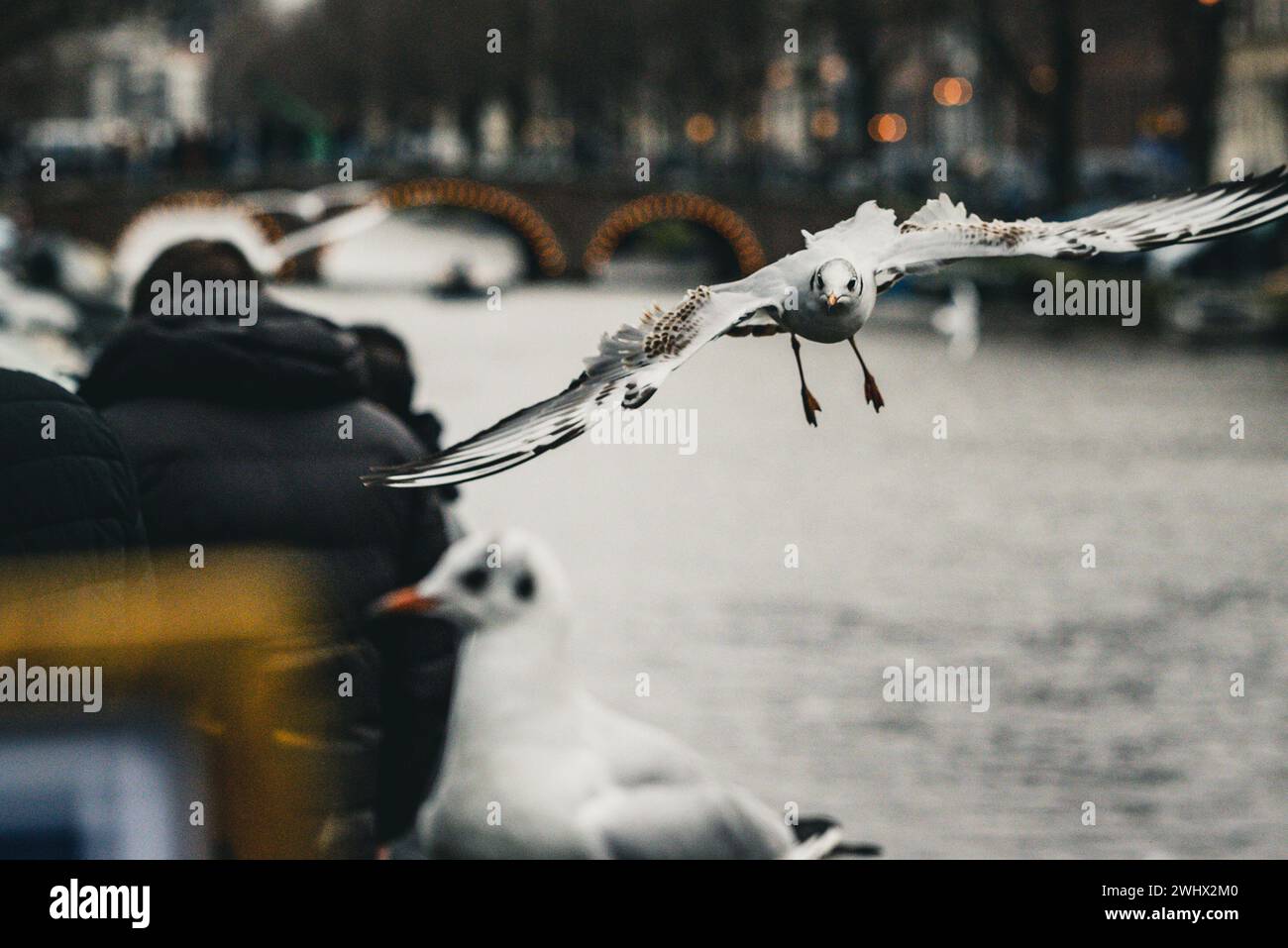 Gabbiani dalla testa nera che si aggirano sui canali di Amsterdam. Foto Stock