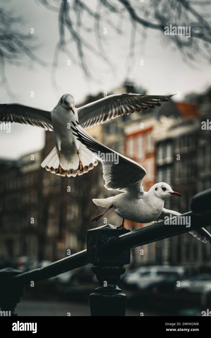 Gabbiani dalla testa nera che si aggirano sui canali di Amsterdam. Foto Stock