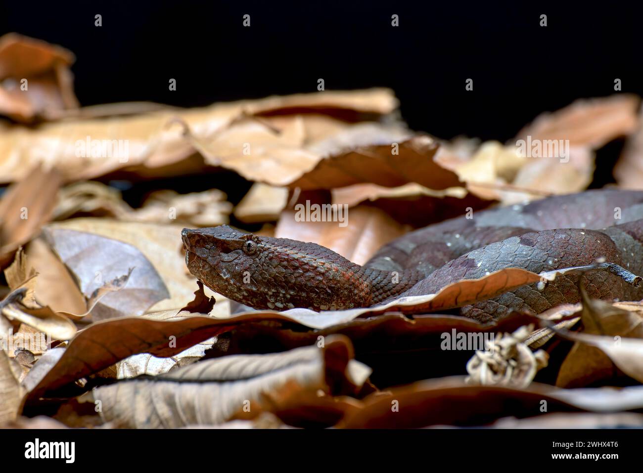 Pozzetto a naso piatto viper che si nasconde dentro una foglia Foto Stock