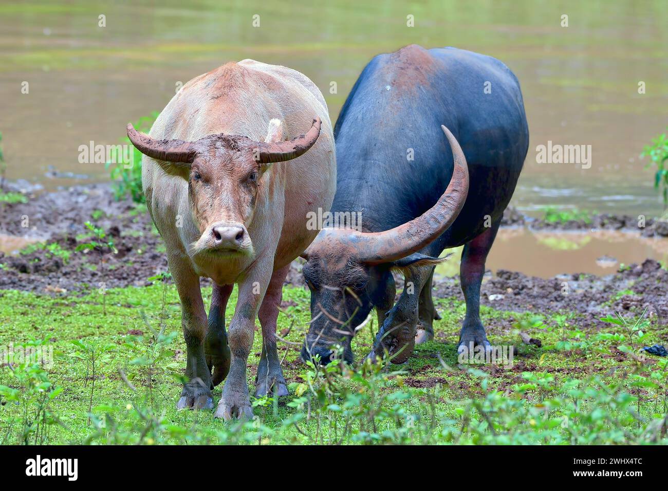 Bufali d'acqua provenienti dal fiume Foto Stock