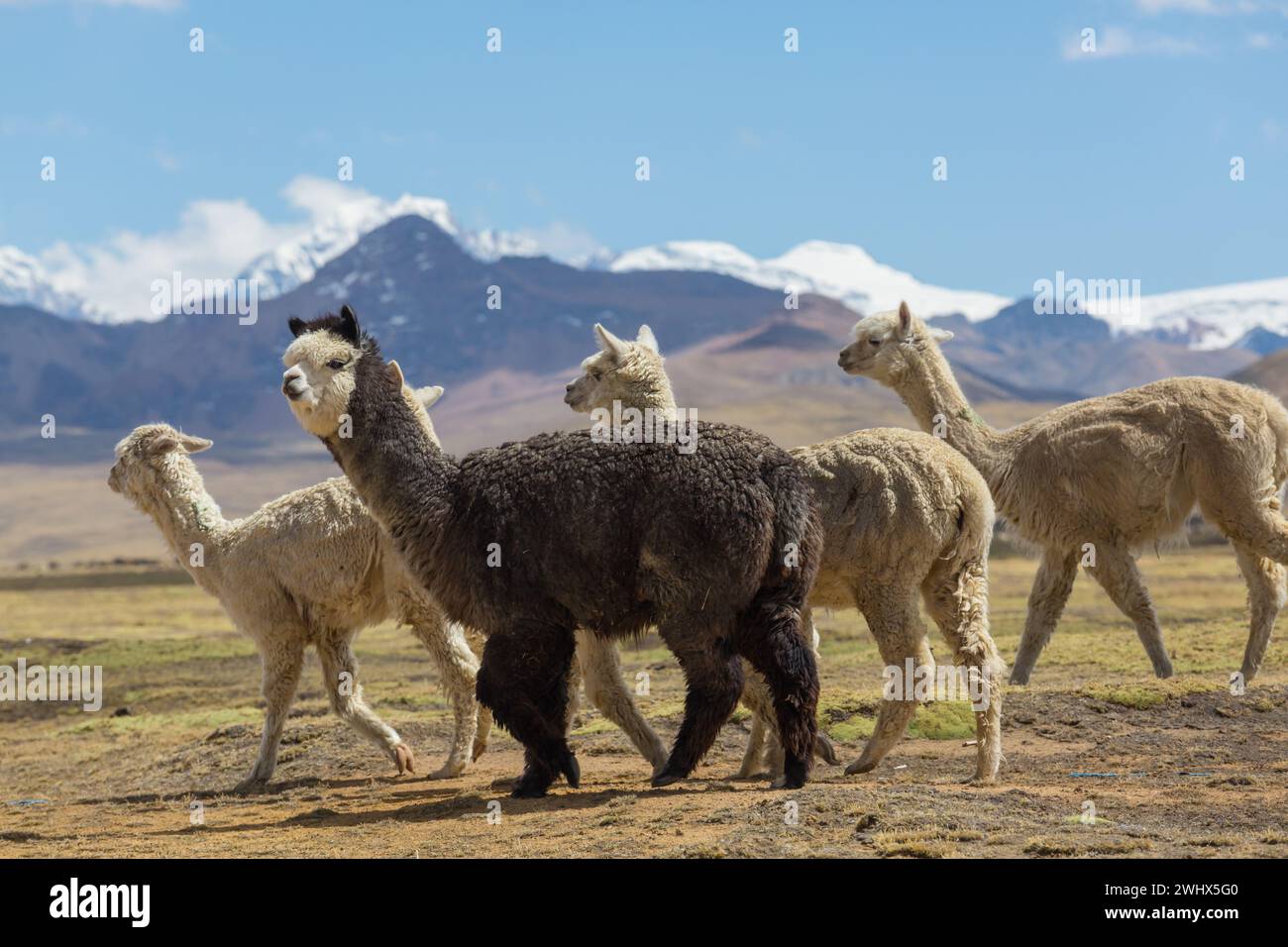 Alpaca nelle Ande peruviane, Sud America Foto Stock