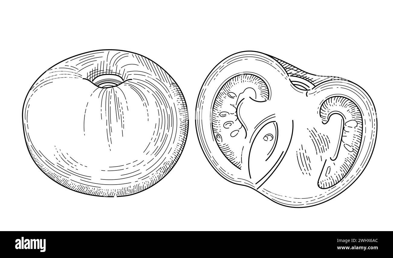 Contorno di pomodoro fresco disegnato a mano illustrazione vettoriale vegetale a metà isolato su sfondo bianco Illustrazione Vettoriale