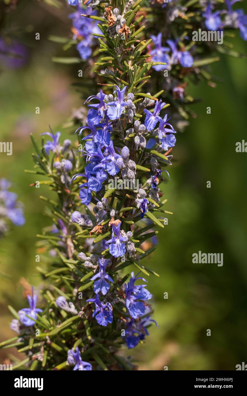 Rosmarin mit blau lila farbenen Blüten und unscharfem Hintergrund Foto Stock