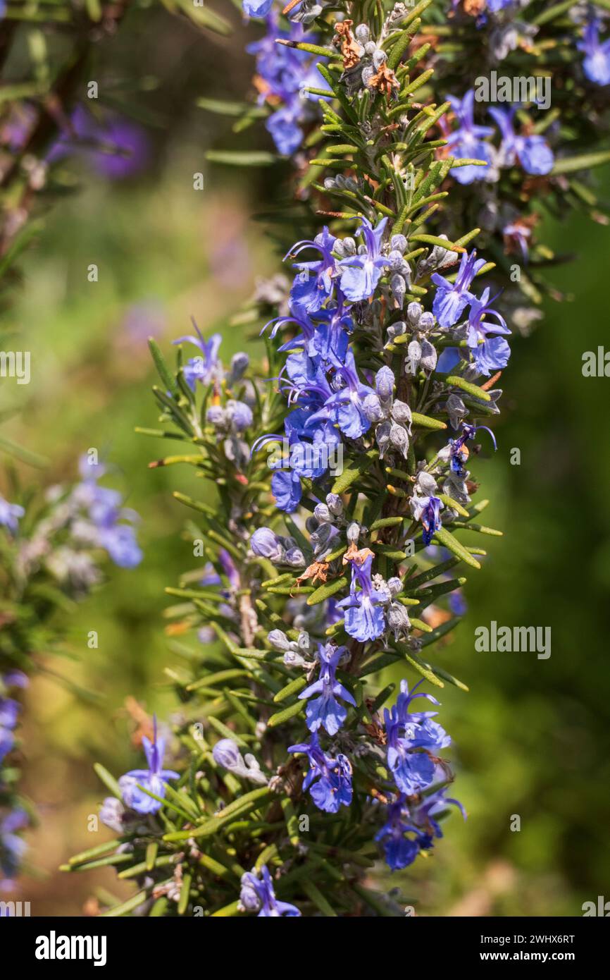 Rosmarin mit blau lila farbenen Blüten und unscharfem Hintergrund Foto Stock