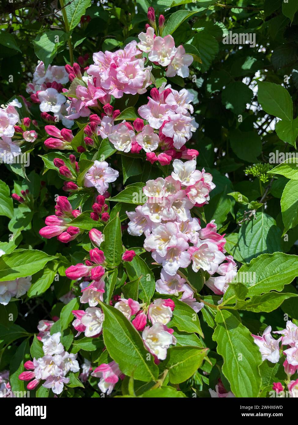 Weigelie Strauch mit rosa, pinkfarbenen Blüten im Frühjahr Foto Stock