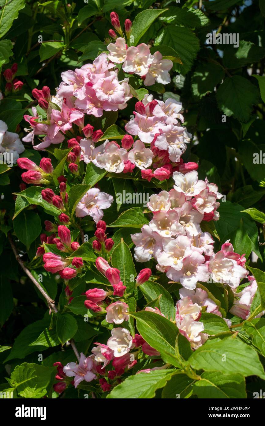 Weigelie Strauch mit rosa, pinkfarbenen Blüten im Frühjahr Foto Stock