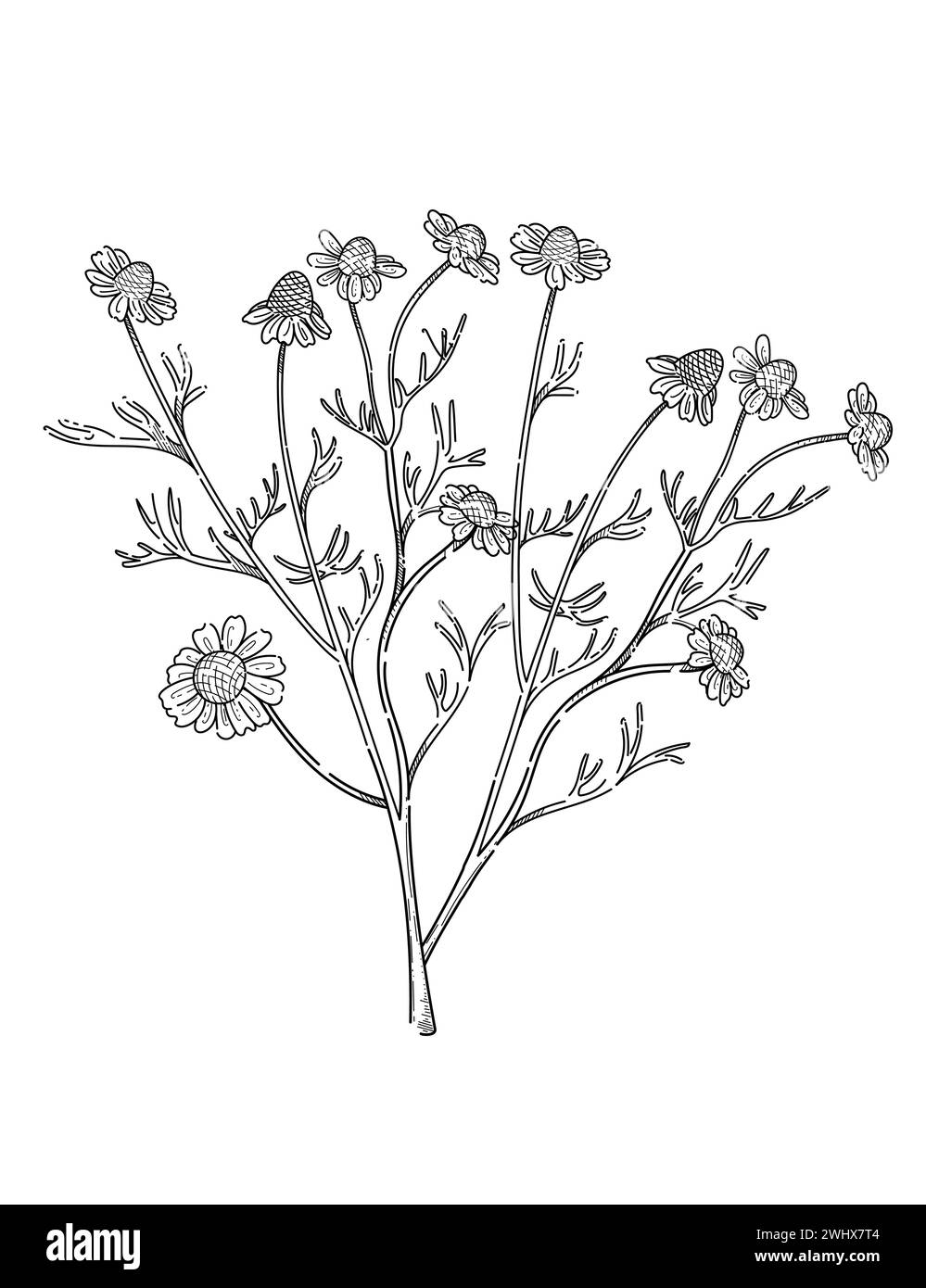 Fiore di camomilla con stelo schizzo monocromatico disegnato a mano per illustrazione vettoriale di libri da disegno isolato su sfondo bianco Illustrazione Vettoriale