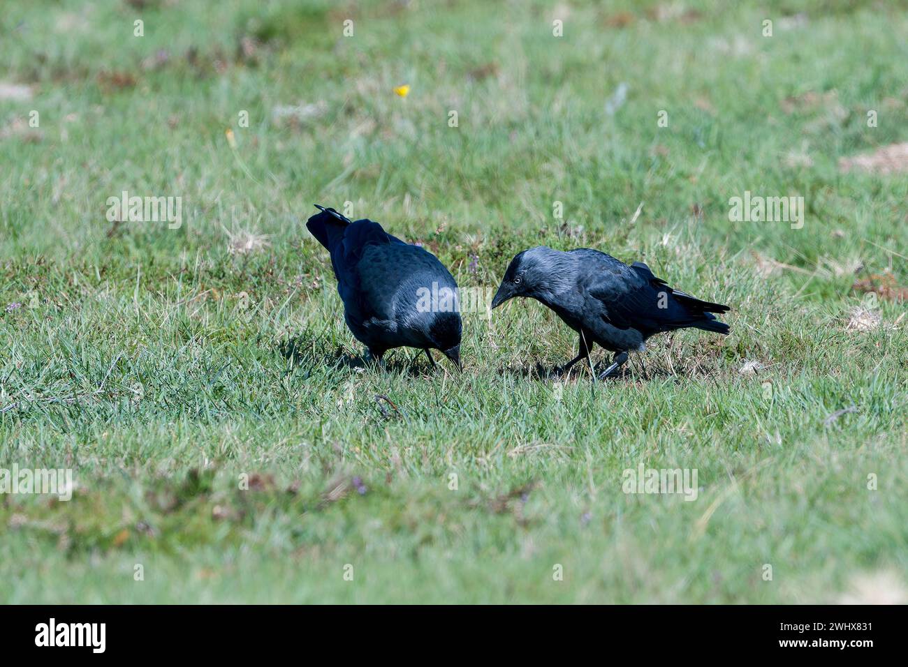 Il Jackdaw occidentale si sta foraggiando in Svezia in autunno Foto Stock
