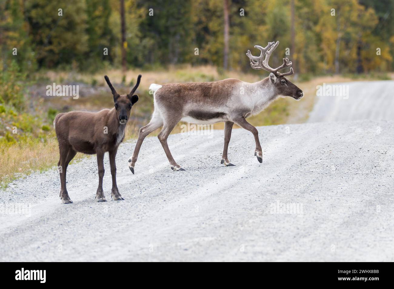 Renne che attraversano una strada in Svezia Foto Stock