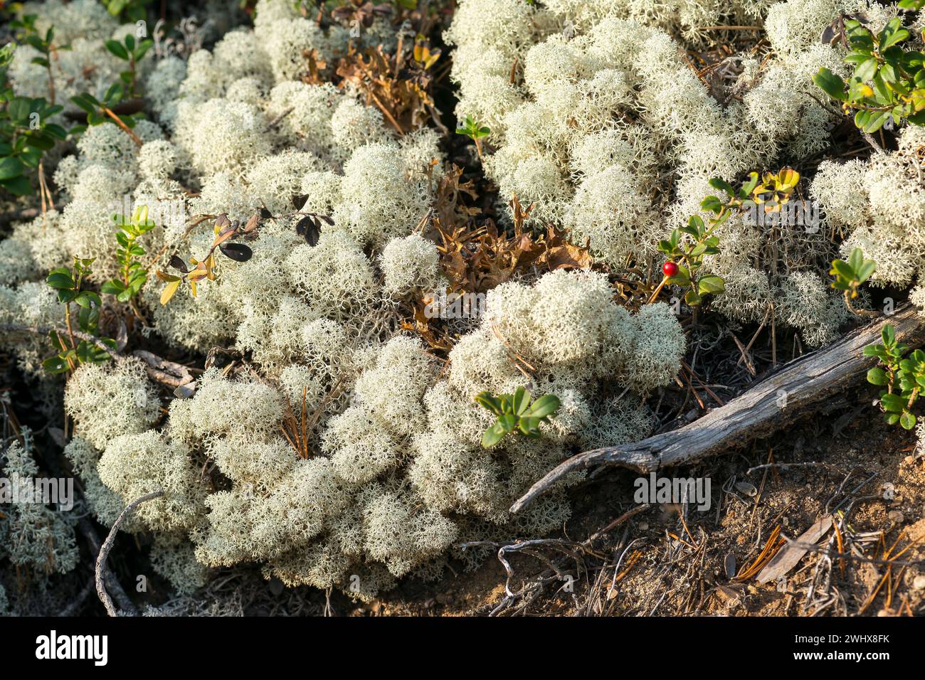 Cladonia rangiferina o vero lichen di renna in Svezia Foto Stock