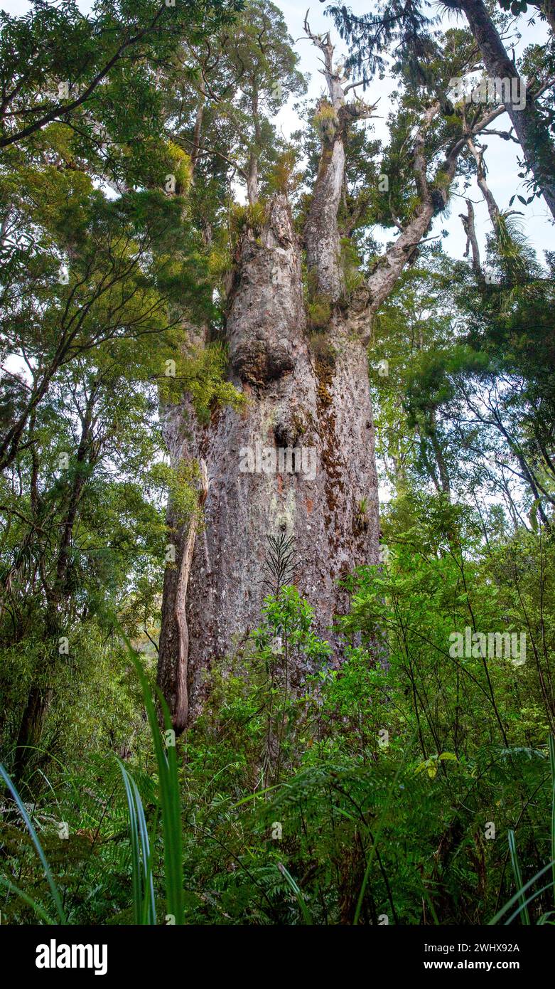 Te Matua Ngahere (padre della foresta) è un albero di conifere gigante kauri (Agathis australis) nella foresta di Waipoua nella regione del Northland, nuova Zelanda. T Foto Stock