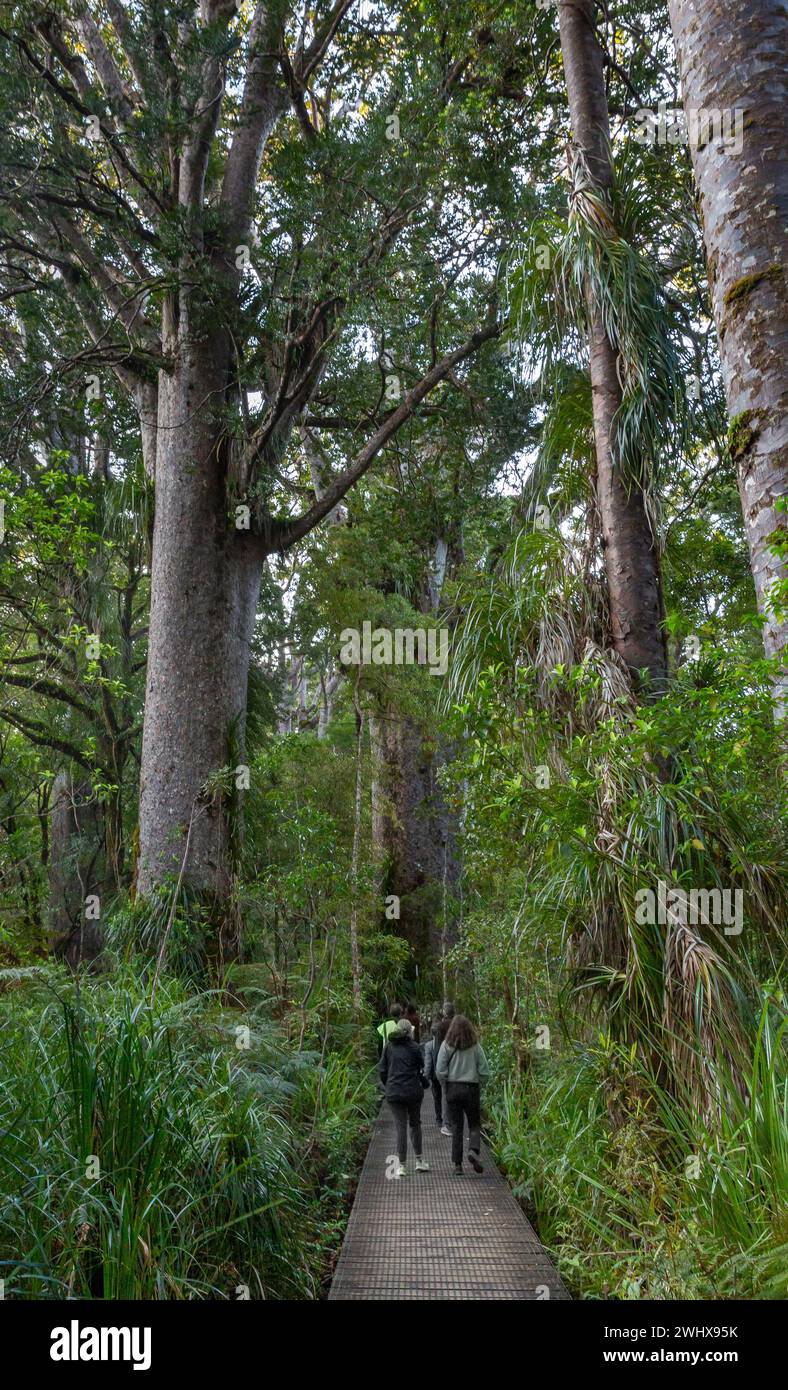 Turisti su un sentiero a piedi nell'antica foresta Waipoua Kauri, una foresta pluviale temperata nella regione di te Tai Tokerau/Northland, te Ika-a-Māui/North Island Foto Stock