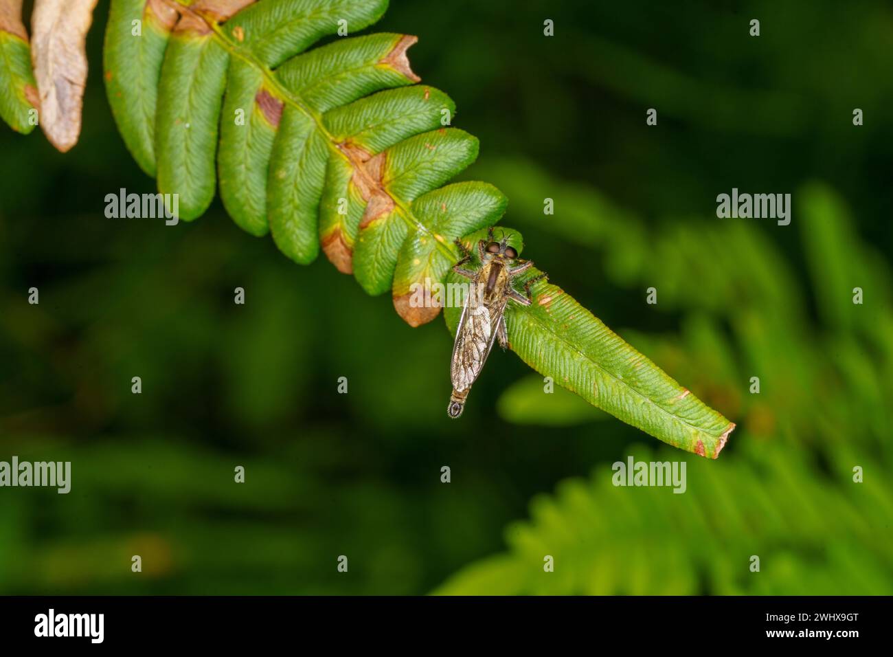 Philonicus albiceps famiglia Asilidae genere Philonicus Dune rapinatore mosca natura selvaggia carta da parati insetti, foto, fotografia Foto Stock