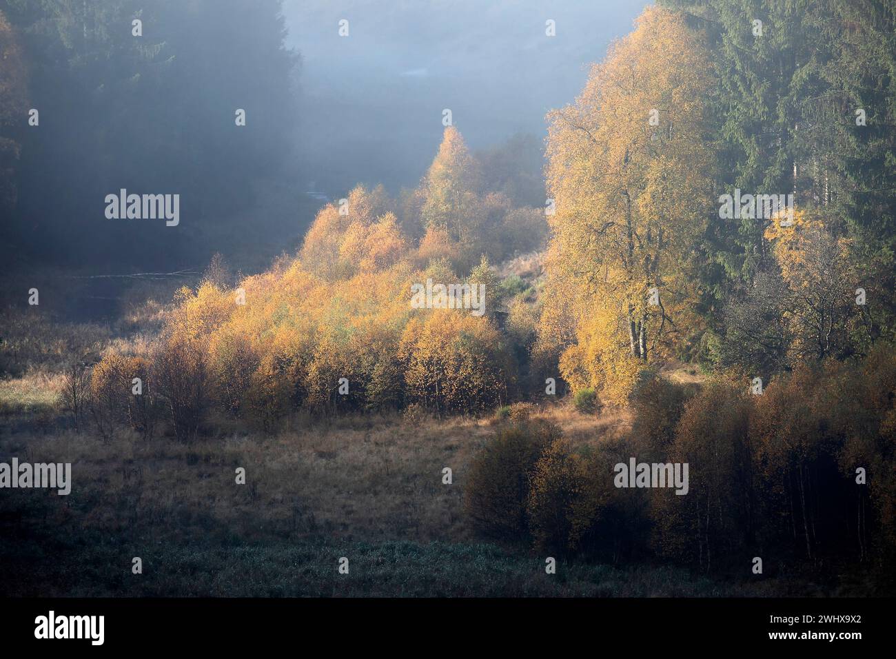 Splendida foresta di betulle autunnali Foto Stock