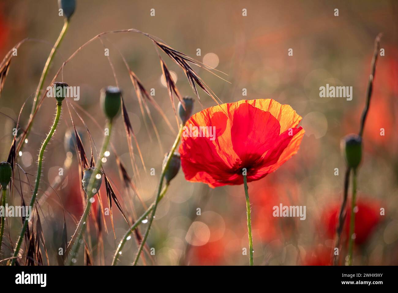 Fiore di papavero rosso brillante in estate Foto Stock