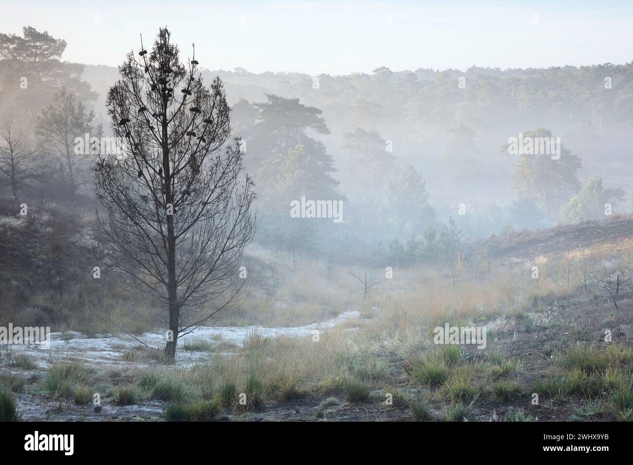 Pino bruciato morto all'alba nebbiosa Foto Stock