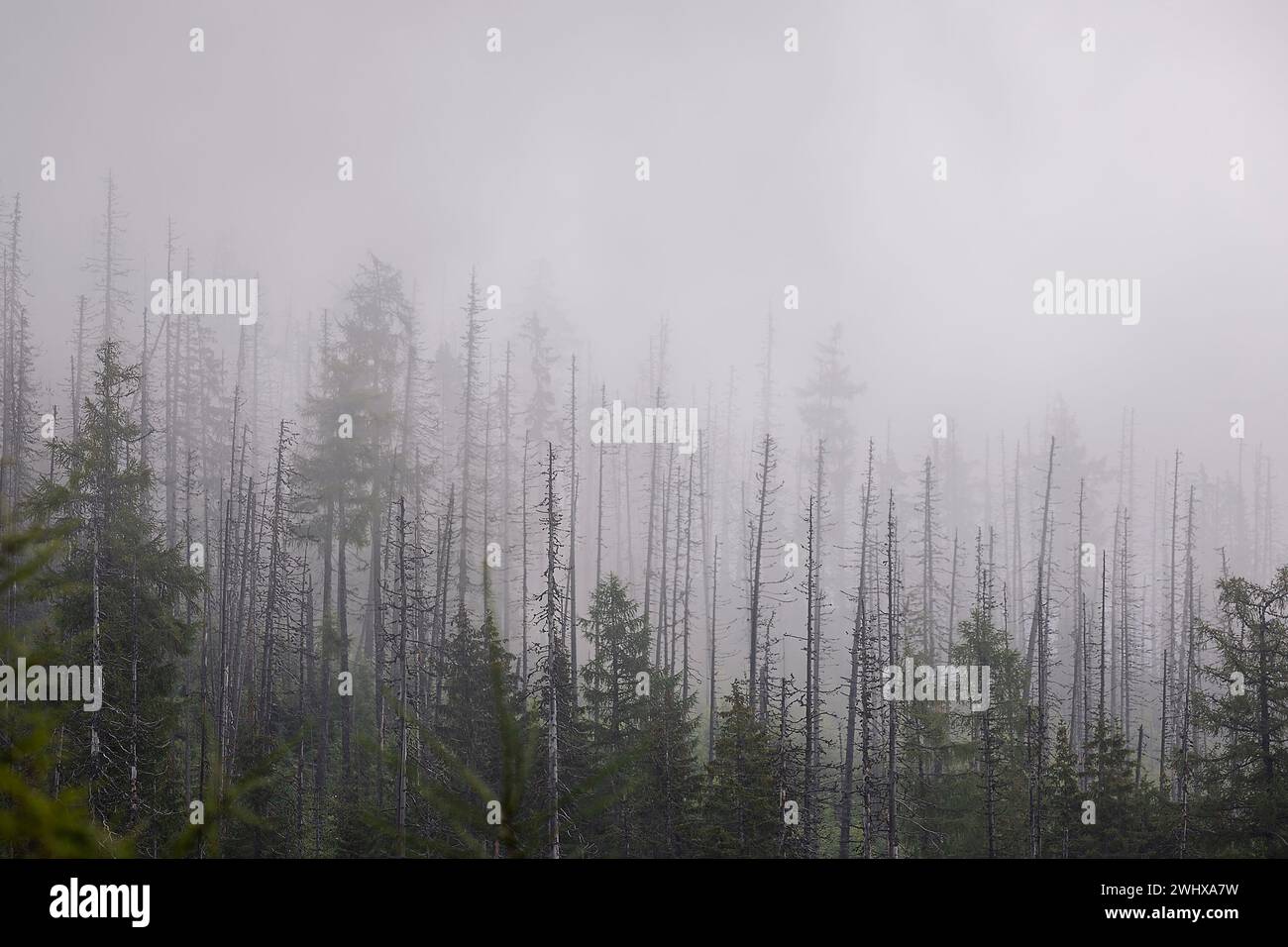 Foresta secca morta in fitta nebbia Foto Stock