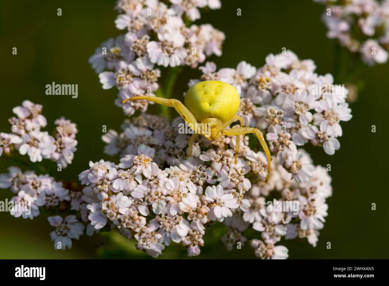 Oro ragno granchio Foto Stock