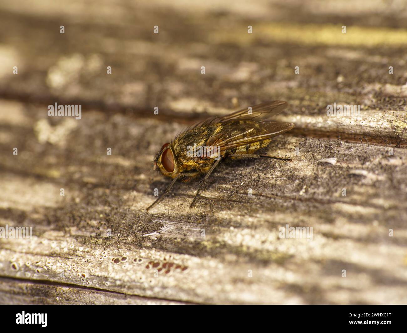 Genere Pollenia Cluster mosche famiglia Polleniidae carta da parati insetti, foto, fotografia Foto Stock