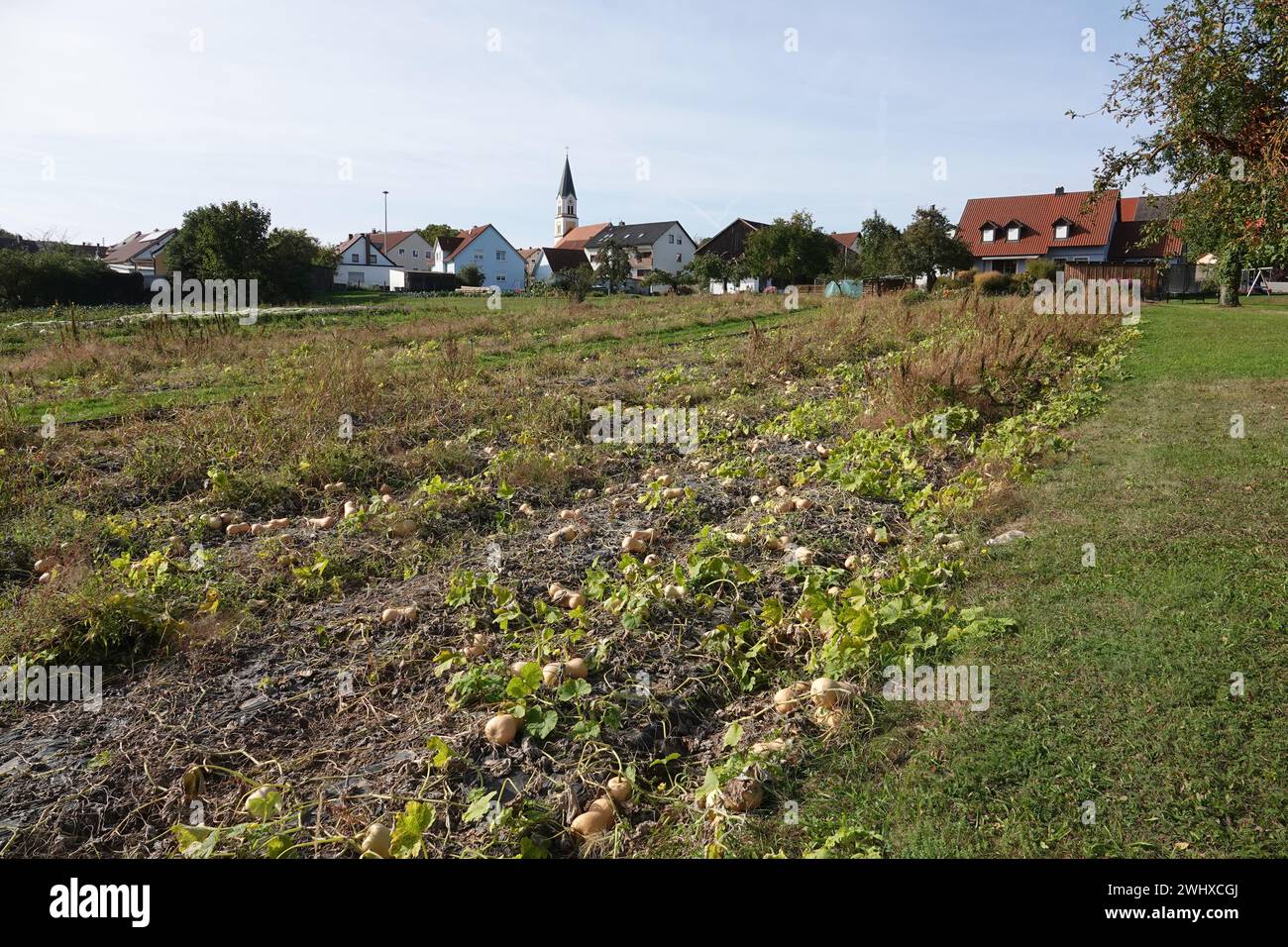 Cucurbita moschata Butternut squash, zucca Foto Stock