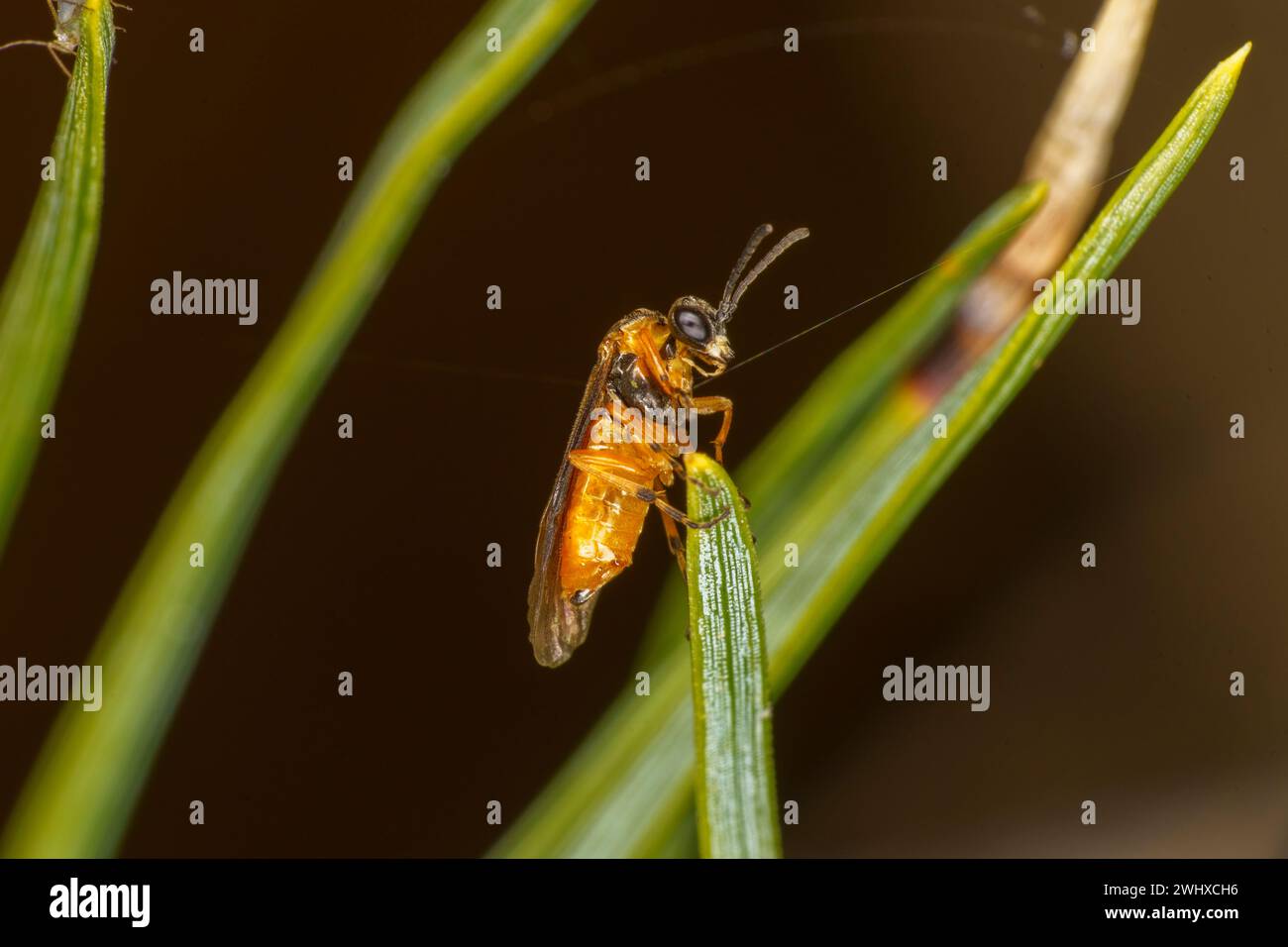 Athalia rosae famiglia Tenthredinidae genere Athalia Hymenoptera Turnip sawfly Wild natue insetti carta da parati, foto, fotografia Foto Stock