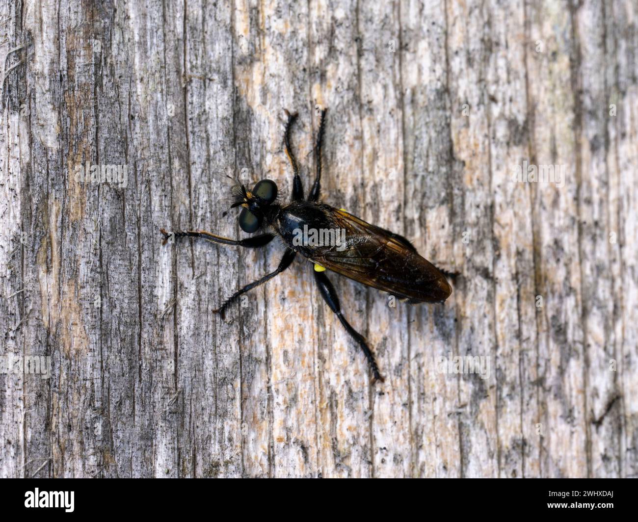 Laphria flava famiglia Asilidae genere Laphria Bumblebee robberfly Yellow Robberfly Plėšriamusė - Kamaniškoji plėšriamusė Diptera Laphria Flava famiglia AS Foto Stock