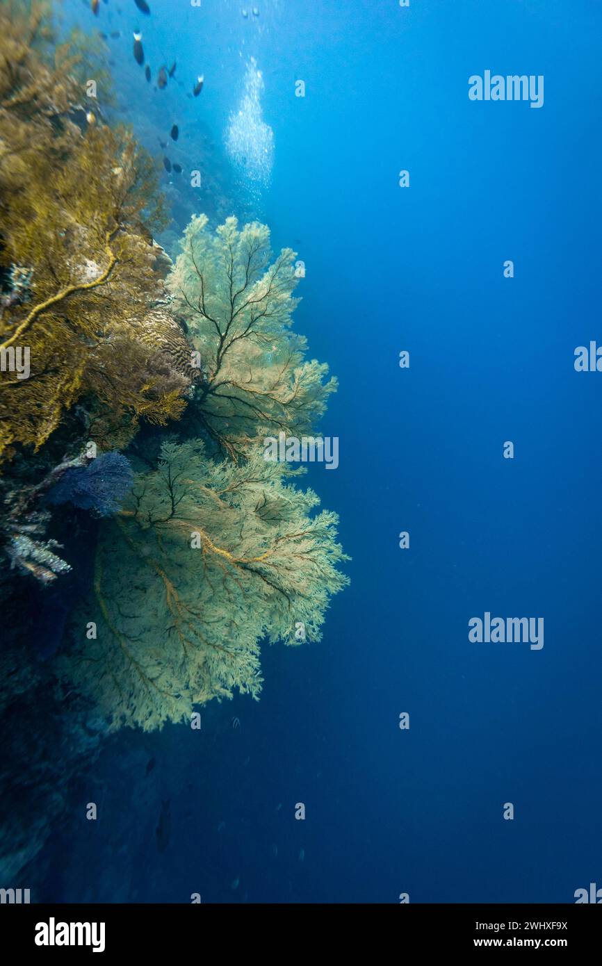 Sana barriera corallina con gigantesco ventaglio di mare gorgoniano in acque tropicali blu cristalline Foto Stock