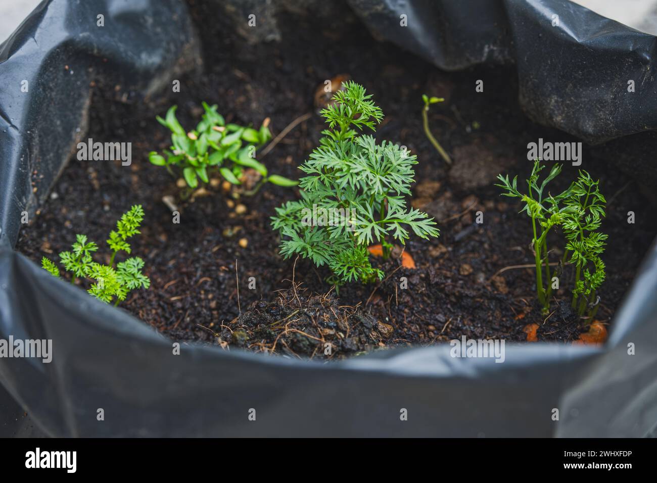 le piante di carota sono all'interno del sacchetto nero con terreno fertile. Foto Stock