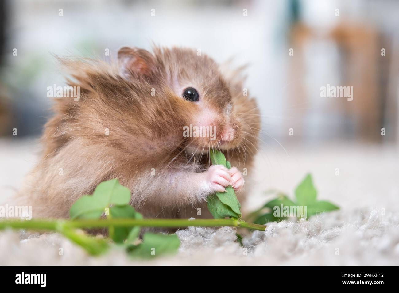 Divertente morbido criceto siriano mangia un ramo verde di trifoglio, alimenta le sue guance. Cibo per un roditore, vitamine. Primo piano Foto Stock