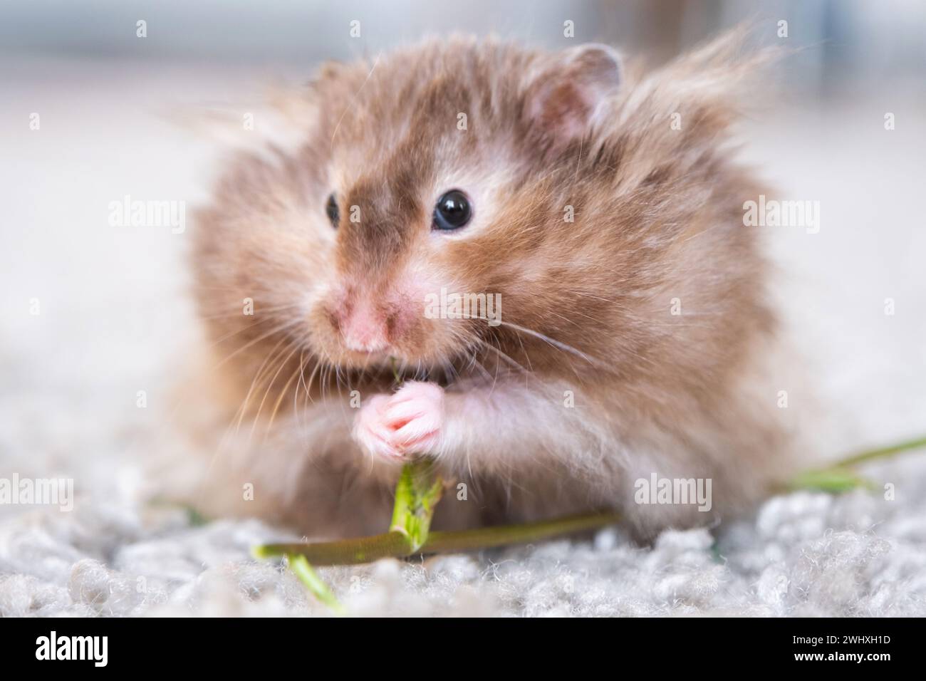 Divertente morbido criceto siriano mangia un ramo verde di trifoglio, alimenta le sue guance. Cibo per un roditore, vitamine. Primo piano Foto Stock