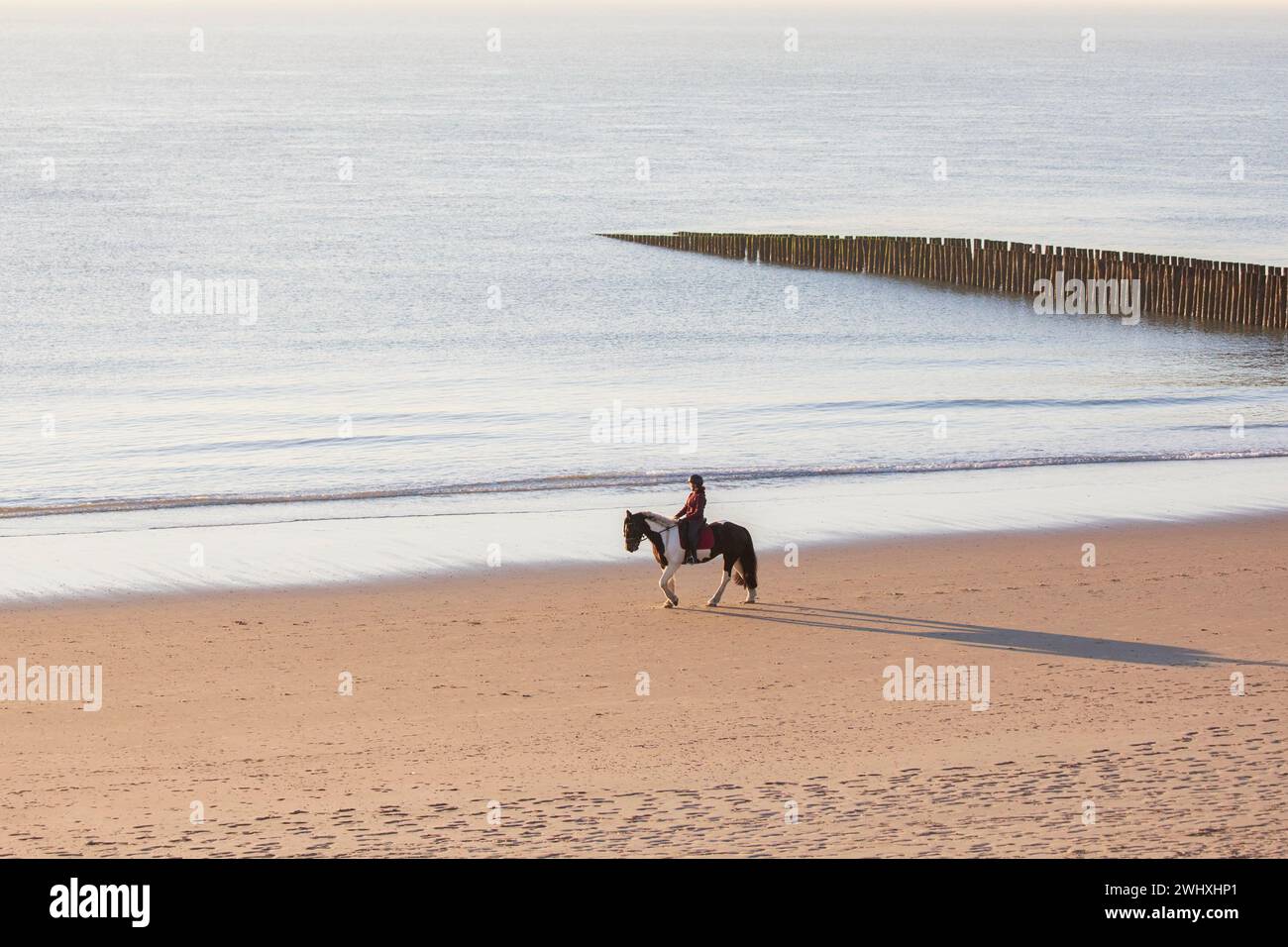 Cavaliere sulla spiaggia di mare al sole Foto Stock